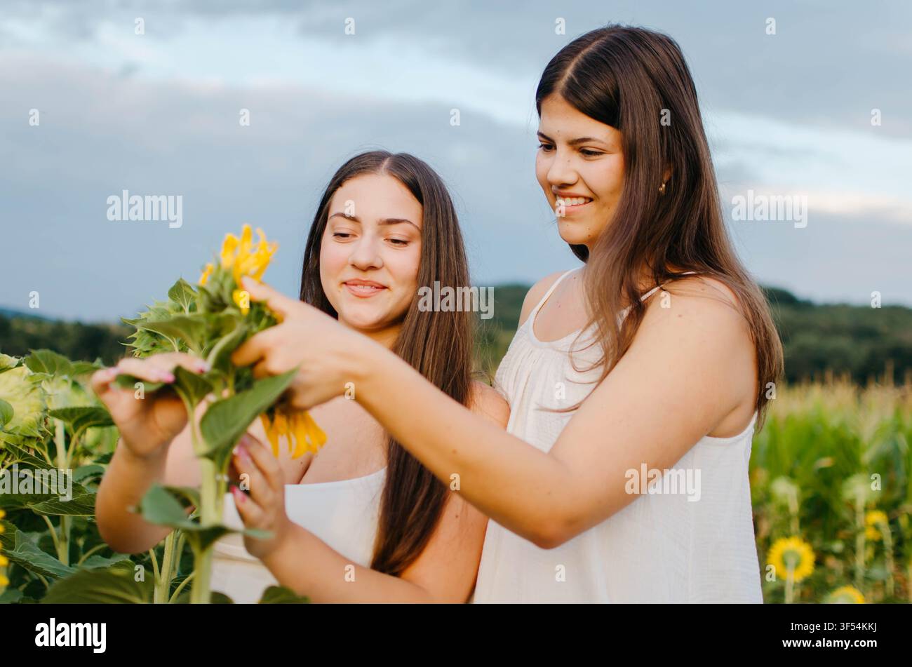 Due belle giovani donne che si divertono in un girasole Foto Stock