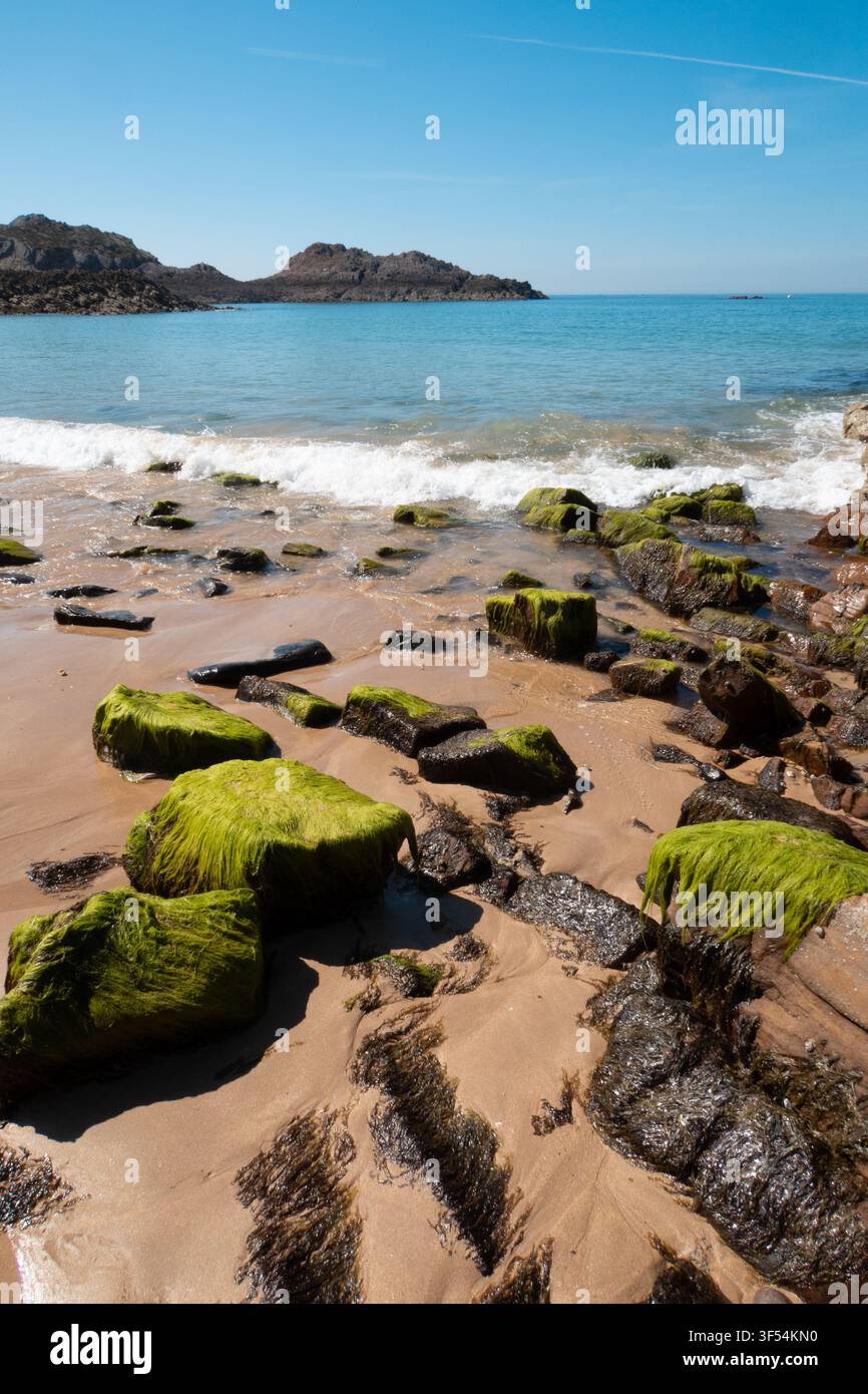 Il mare turchese e il verde sulle pietre sulla spiaggia di Erquy, Francia, Bretagna Foto Stock