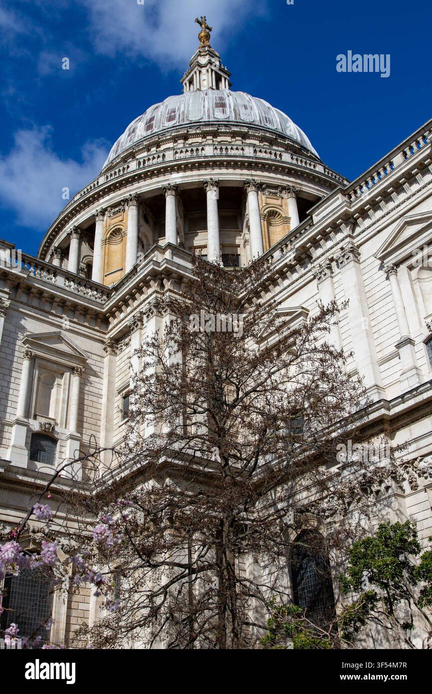 Cupola della Cattedrale di San Paolo e albero di Liquidambar americano all'inizio della primavera, Londra, Inghilterra Foto Stock