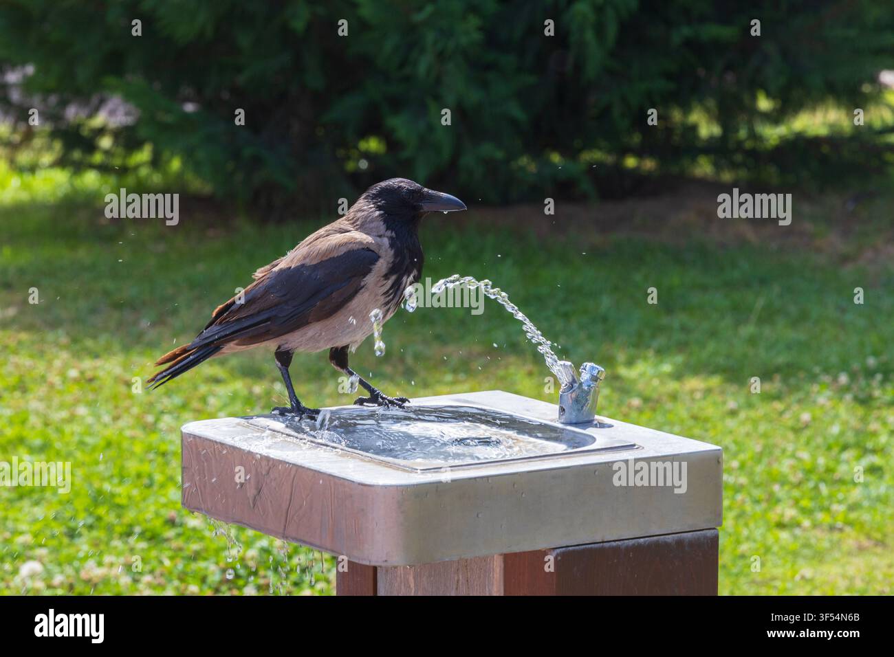 Il Corvo cappelluto (Corvus corone cornix) che disseta la sua sete da una fontanella a Niš, Serbia Foto Stock