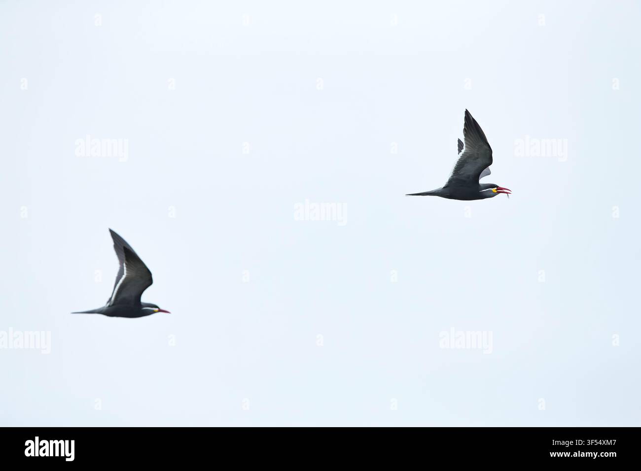 Terni inca Larosterna inca, adulti in volo, La Punta, Callao, Perù, maggio Foto Stock