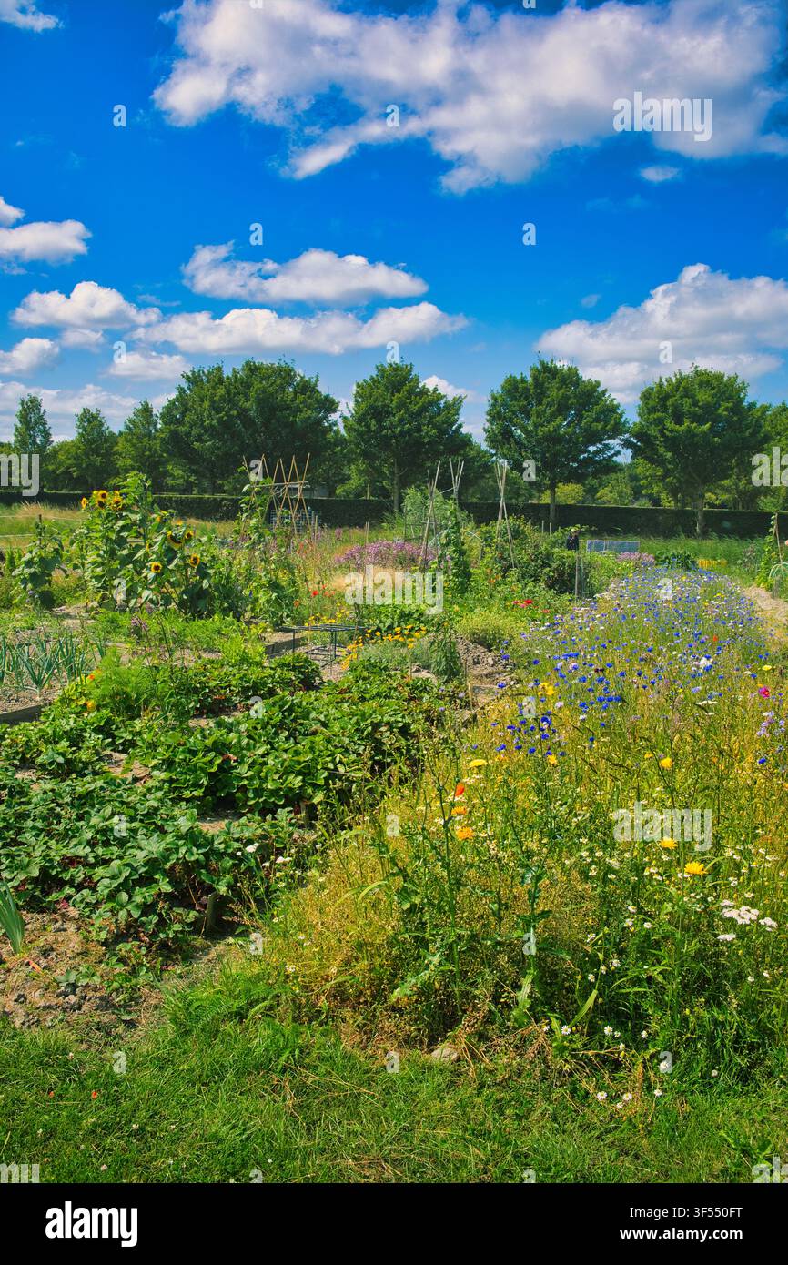 Giardino di assegnazione lussureggiante con fragole, fusti di fagioli e fiori sotto un cielo estivo blu brillante nella provincia di Groninga, Paesi Bassi Foto Stock