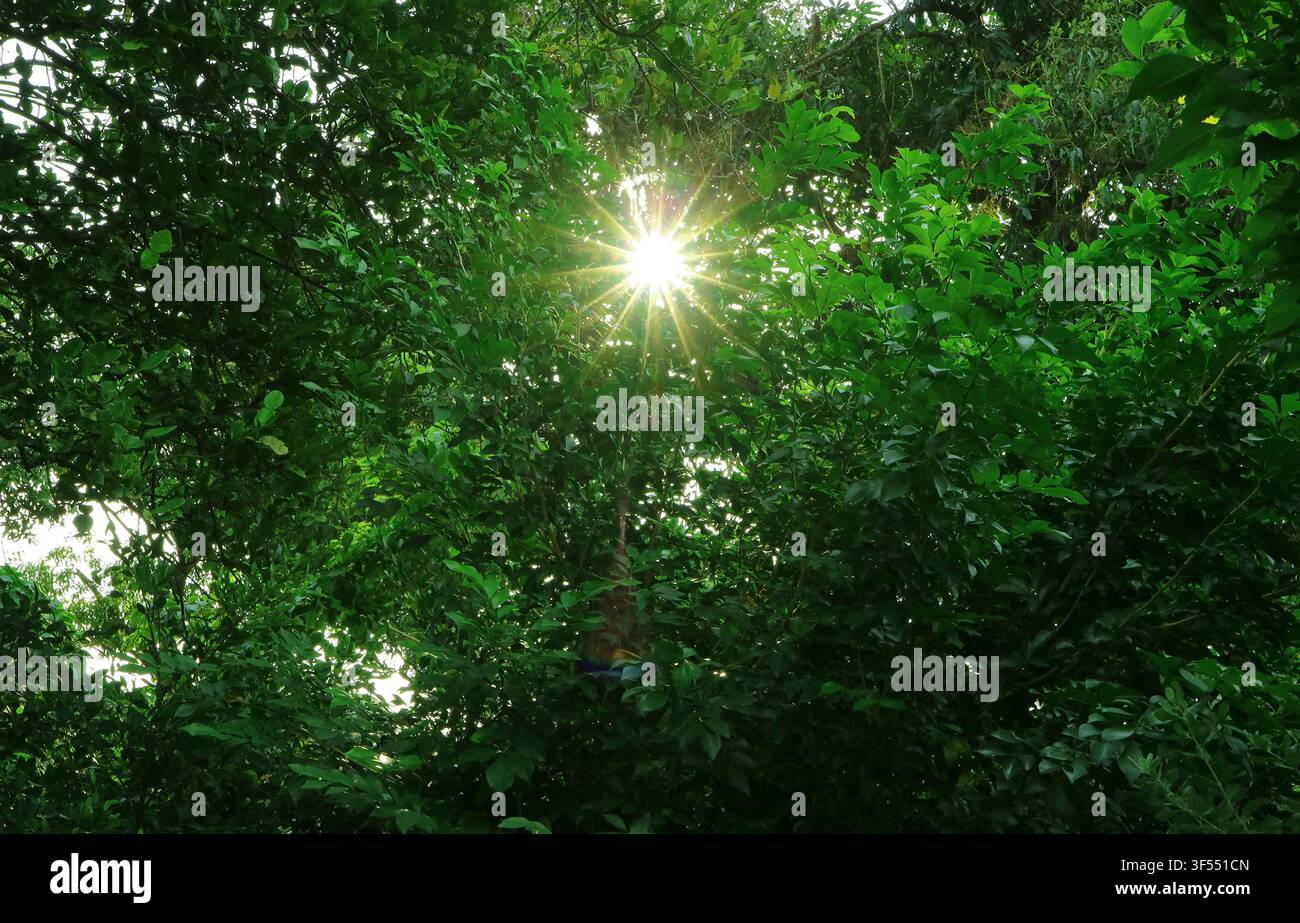 Raggi di sole luminosi che filtrano attraverso una vegetazione rigogliosa, un simbolo di speranza Foto Stock