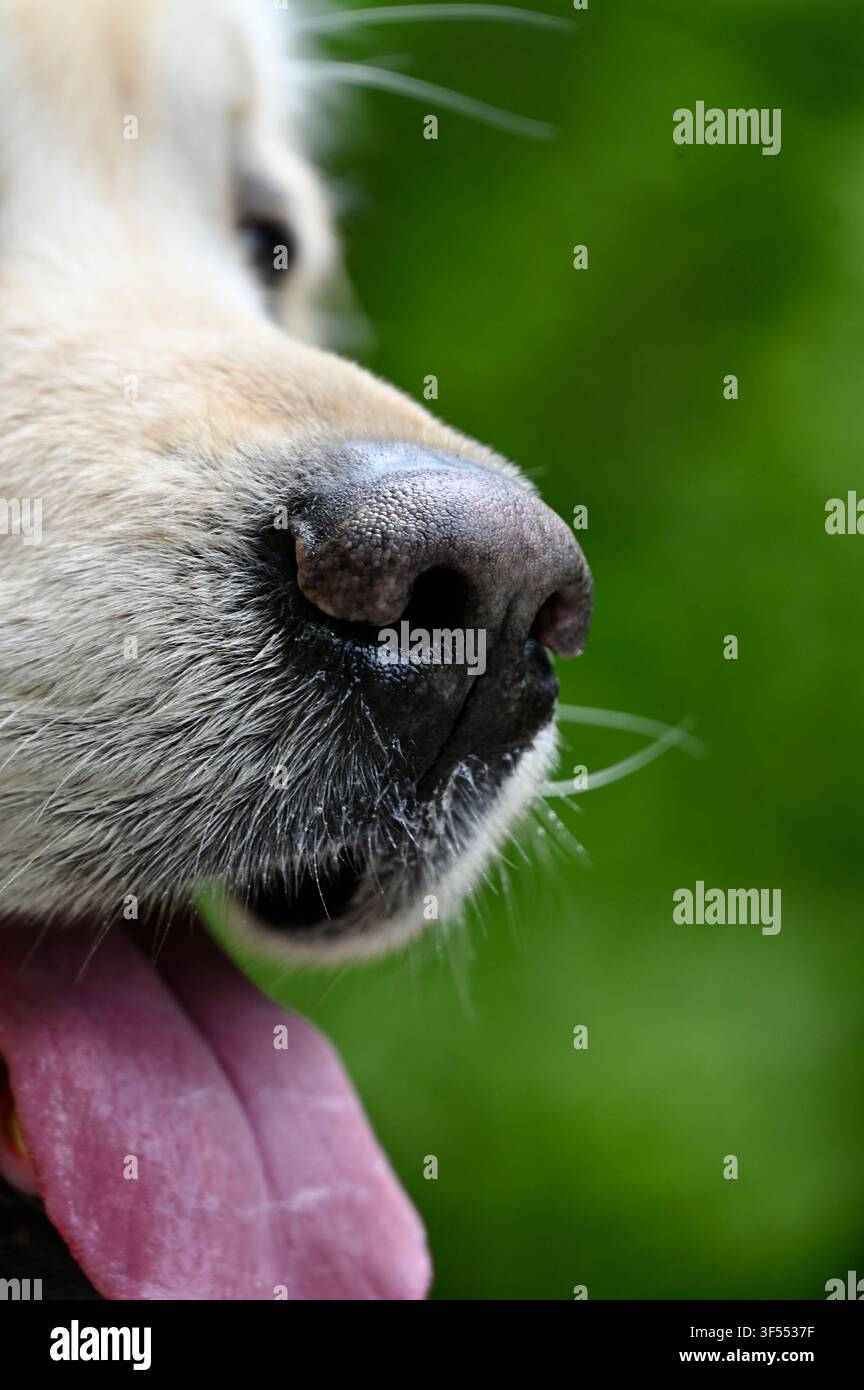 Una foto a distanza ravvicinata estrema che mostra il naso nero bagnato di un cane, la bocca aperta, la lingua rosa e i baffi su uno sfondo naturale verde morbido. Foto Stock