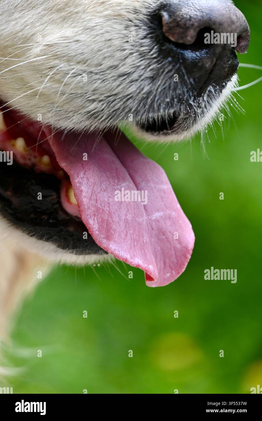 Una foto a distanza ravvicinata estrema che mostra il naso nero bagnato di un cane, la bocca aperta, la lingua rosa e i baffi su uno sfondo naturale verde morbido. Foto Stock