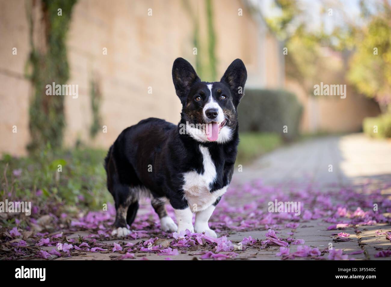 Un cane corgi si trova bellissimo fuori in un parka Foto Stock