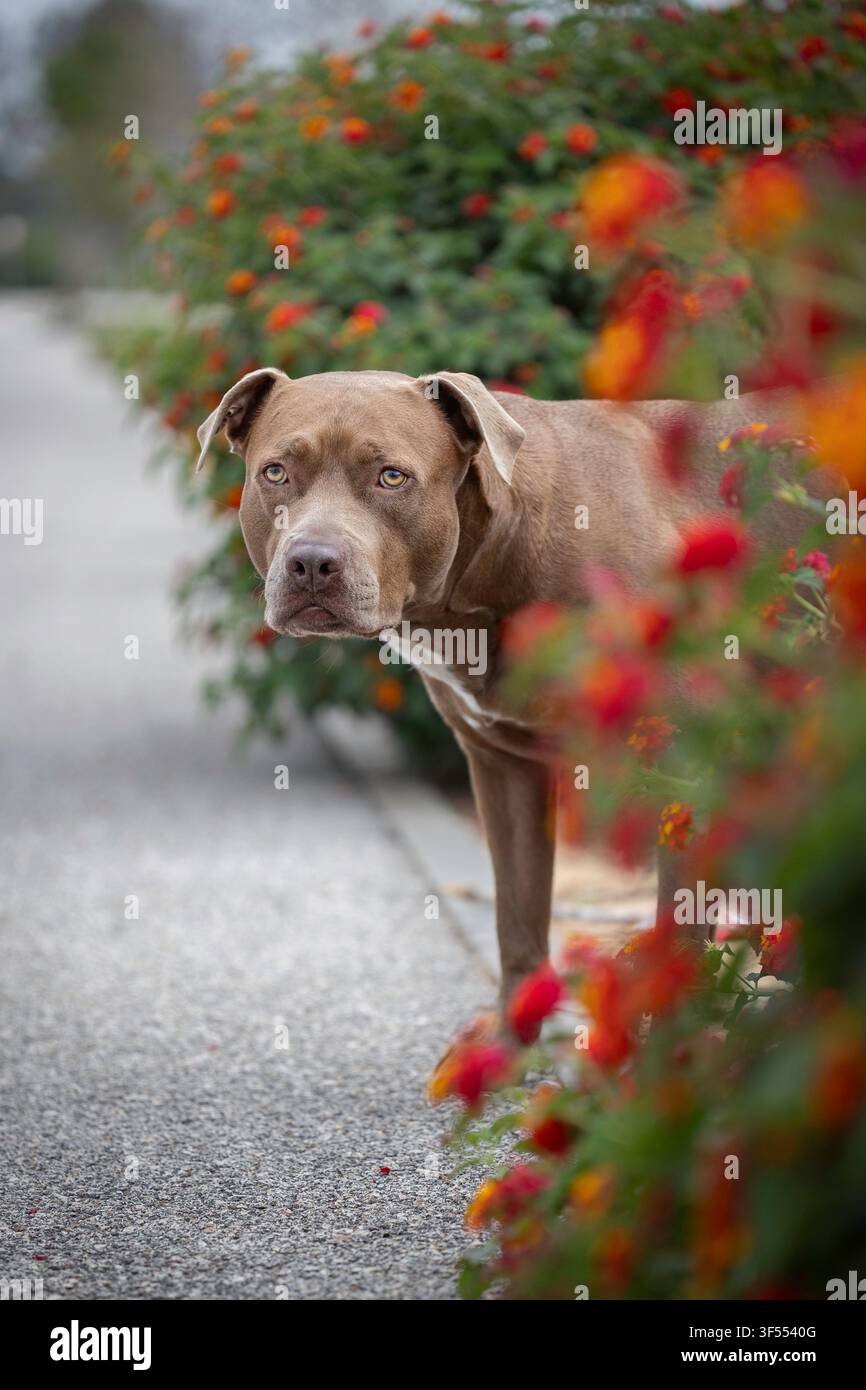 Un cane Pitbull guarda tra i fiori sulla strada Foto Stock