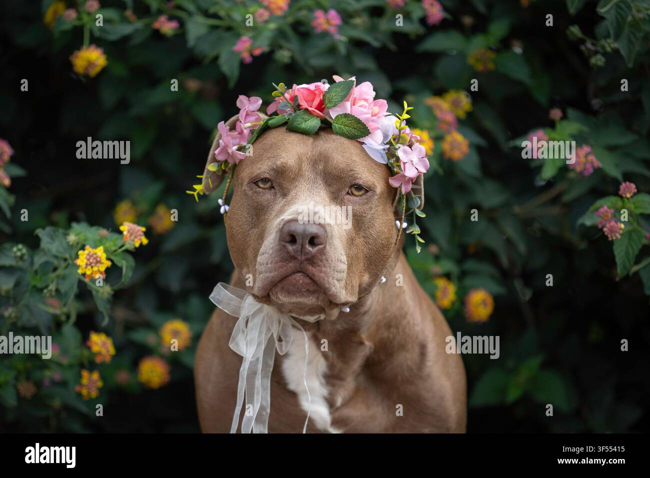 Cane Pitbull con un mazzo di fiori sulla testa Foto Stock