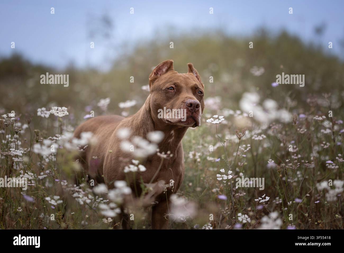 Cane Pitbull in piedi in un campo di fiori bianchi Foto Stock