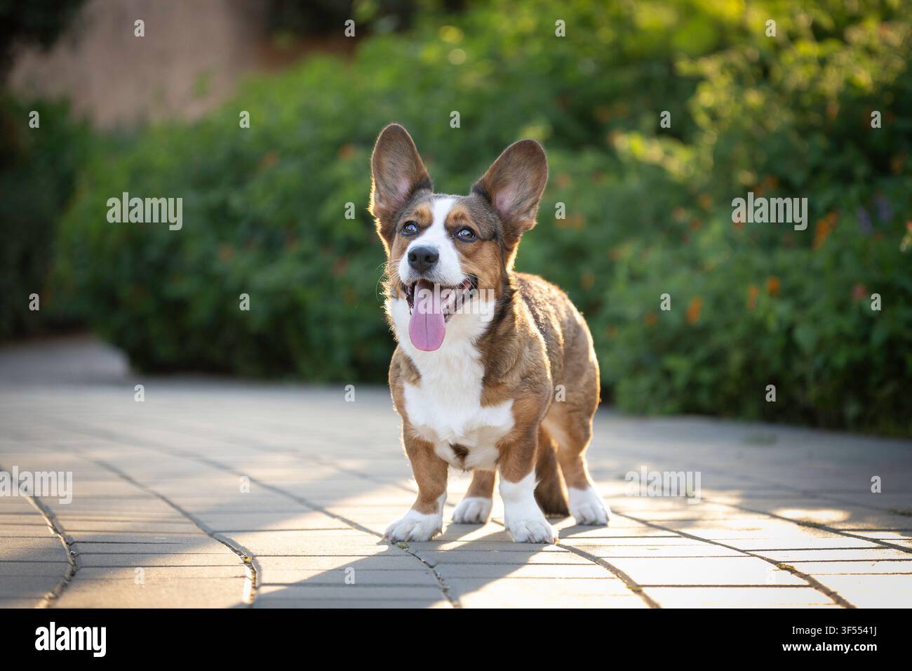 Un cane corgi si trova bellissimo fuori in un parka Foto Stock