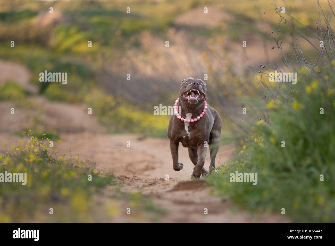 Cane Pitbull che corre felicemente nella natura Foto Stock