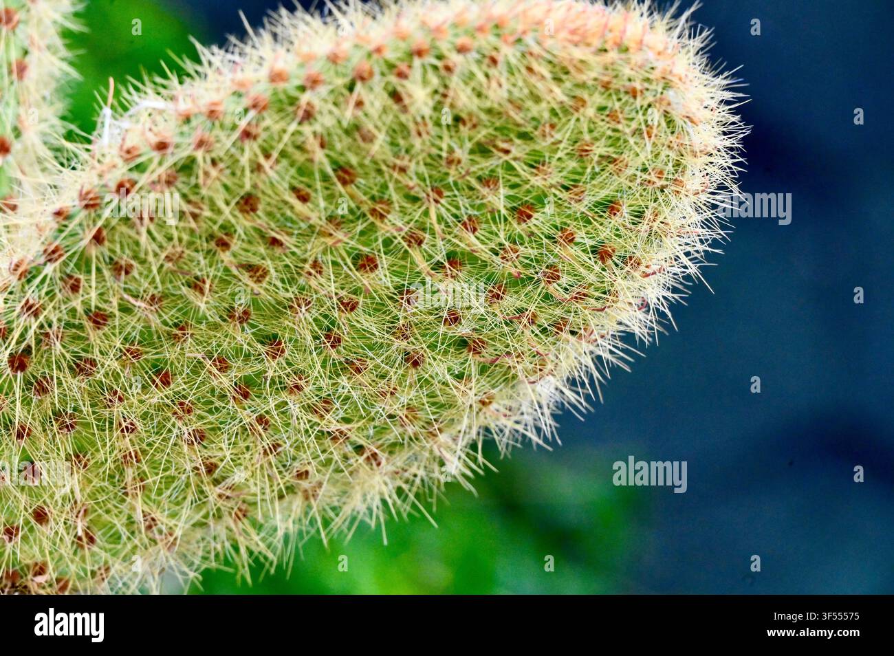 Fotografia macro che mostra le spine fini dense, i glochidii e il motivo superficiale dettagliato di uno stelo verde di fico d'India. Foto Stock
