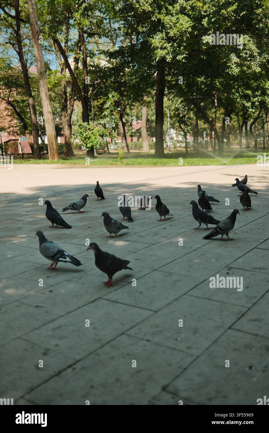 Foto verticale di piccioni che si radunano su un marciapiede lastricato in un parco cittadino verde. Concetto di fauna urbana e stile di vita all'aperto tranquillo. Foto Stock