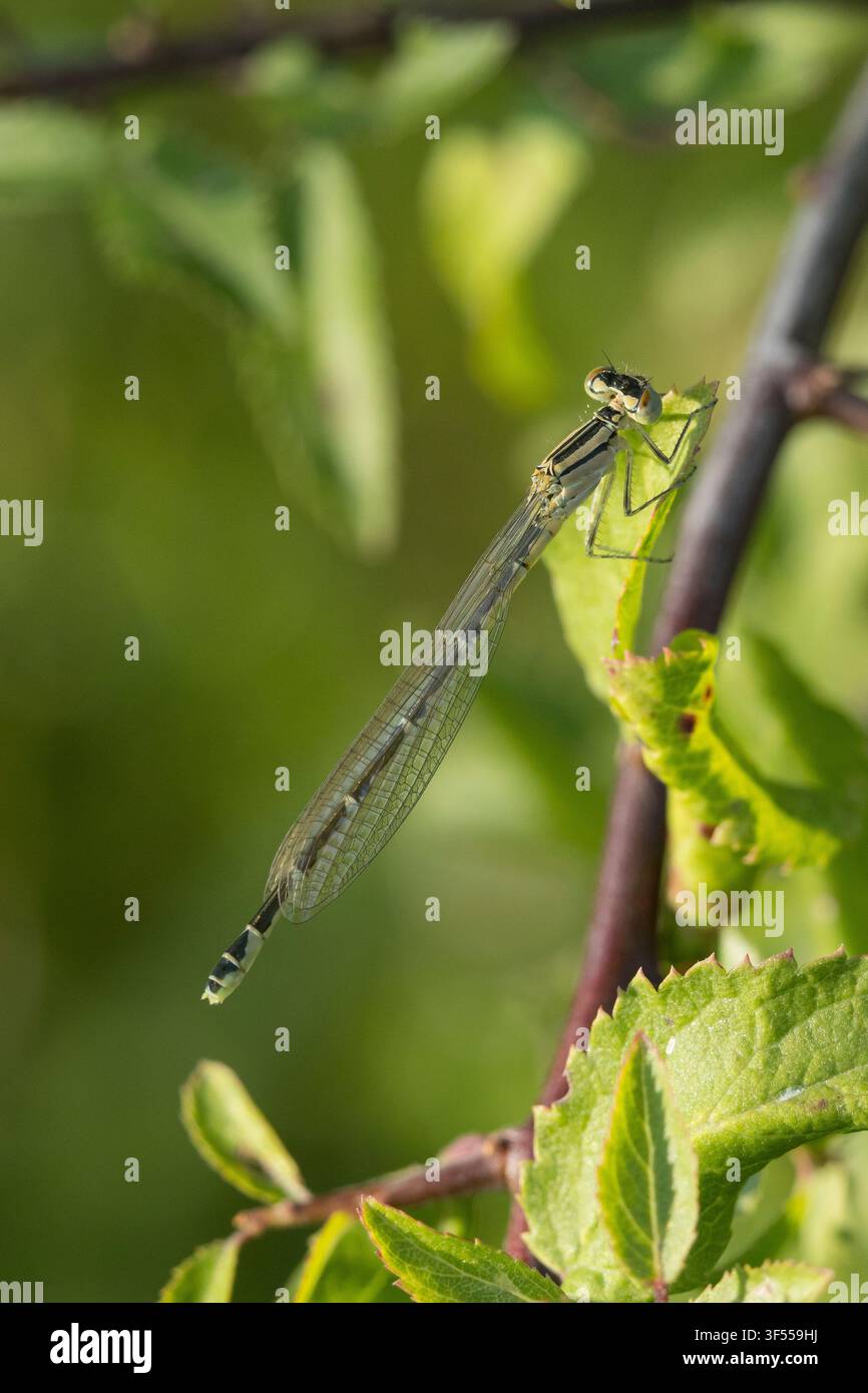 Agrione cupreo, Agrione comune, Agrione cupreo, Agrione azzurro, Agrione azzurro cupreo, Azzurro, Femmina, Enallagma cyathigera, Enallagma cy Foto Stock