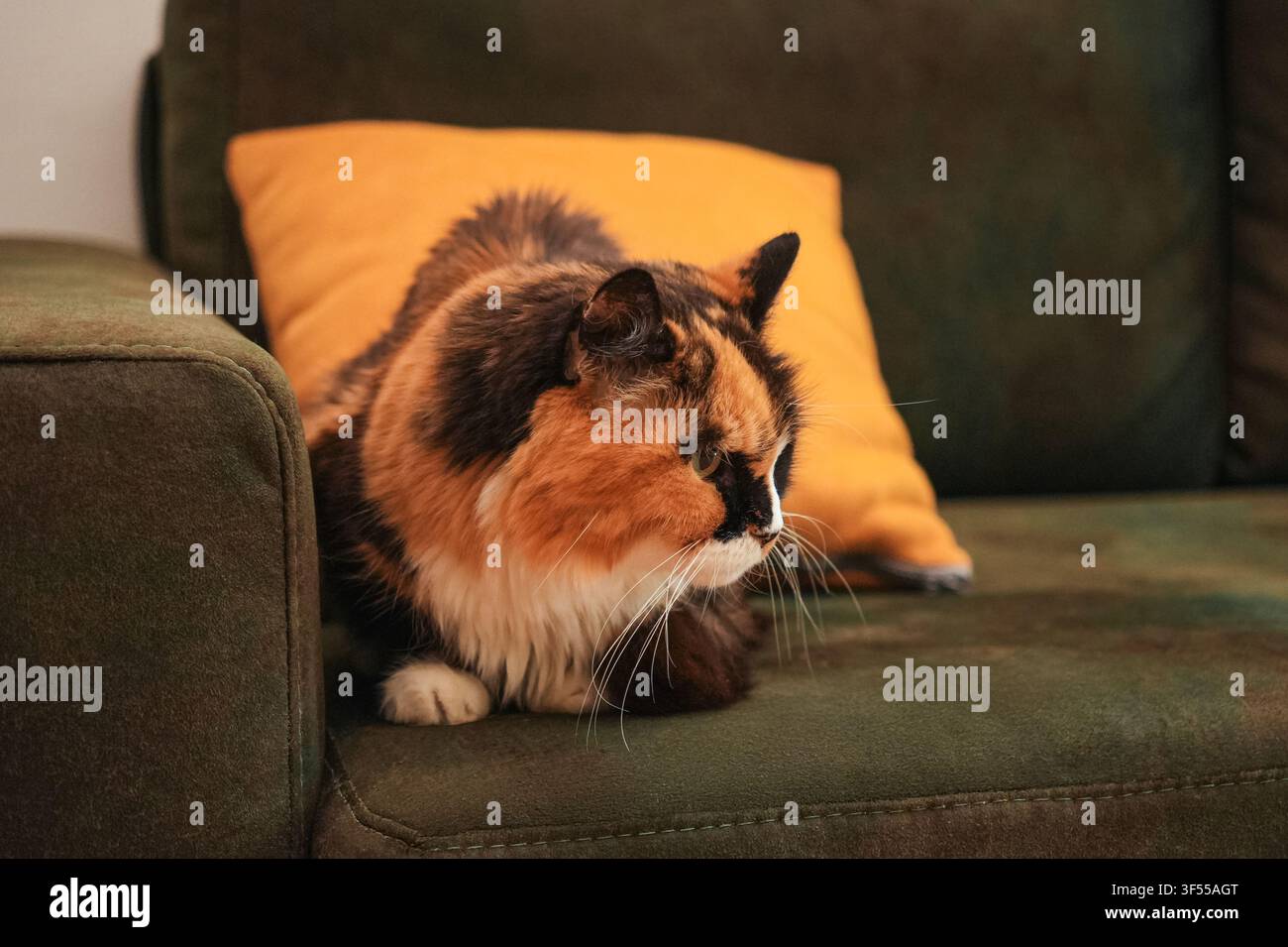 Gatto calico a pelo lungo e soffice che riposa pacificamente su un comodo divano in casa. Scena di vita domestica accogliente che evidenzia relax, comfort e Foto Stock