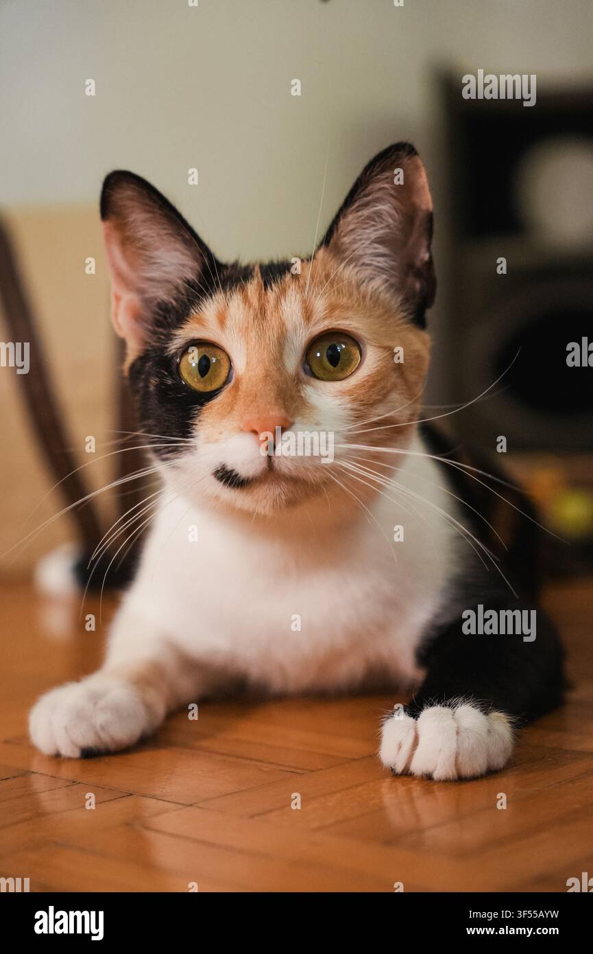 Ritratto ravvicinato di un giovane gatto calico che guarda direttamente nell'obiettivo. Fotografia di animali da compagnia in interni che evidenzia occhi espressivi e il caratteristico schema tricolore Foto Stock