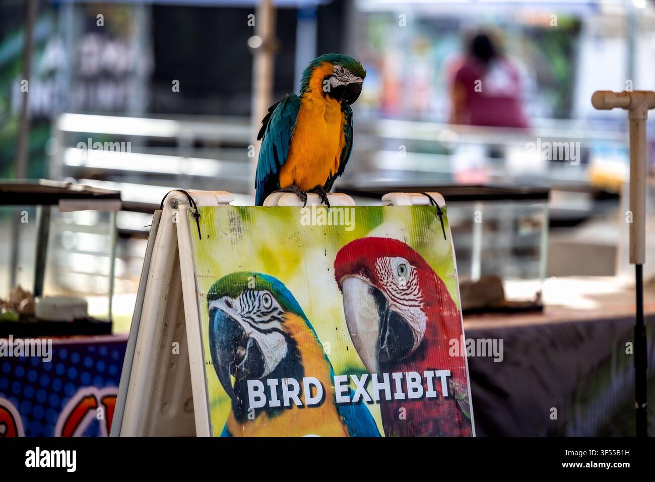 Dubuque, Iowa, USA - 30 luglio 2026: un pappagallo ara blu e giallo è appollaiato in cima a un cartello per la mostra degli uccelli al Cool Zoo durante la fiera Foto Stock