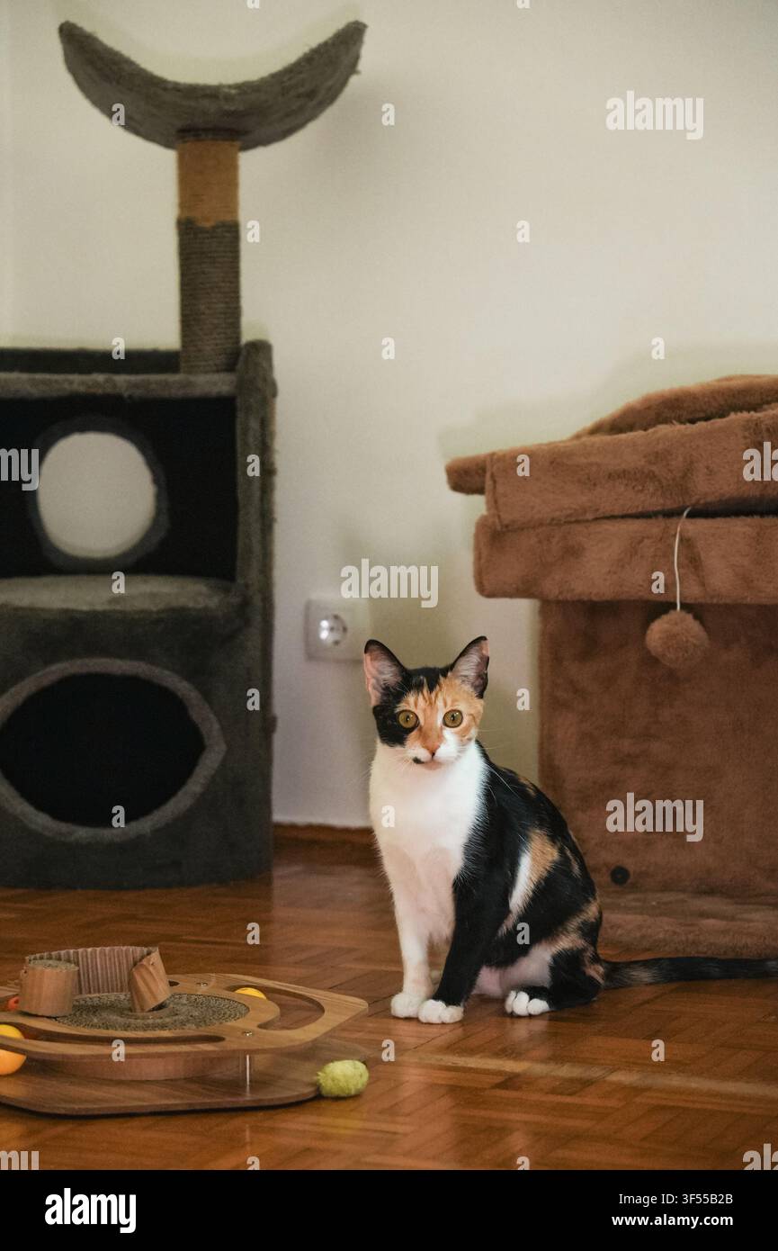 Giovane gatto calico seduto accanto a giocattoli e un albero per gatti in una casa accogliente. Stile di vita da animale domestico indoor che evidenzia curiosità, sicurezza e quotidianità Foto Stock