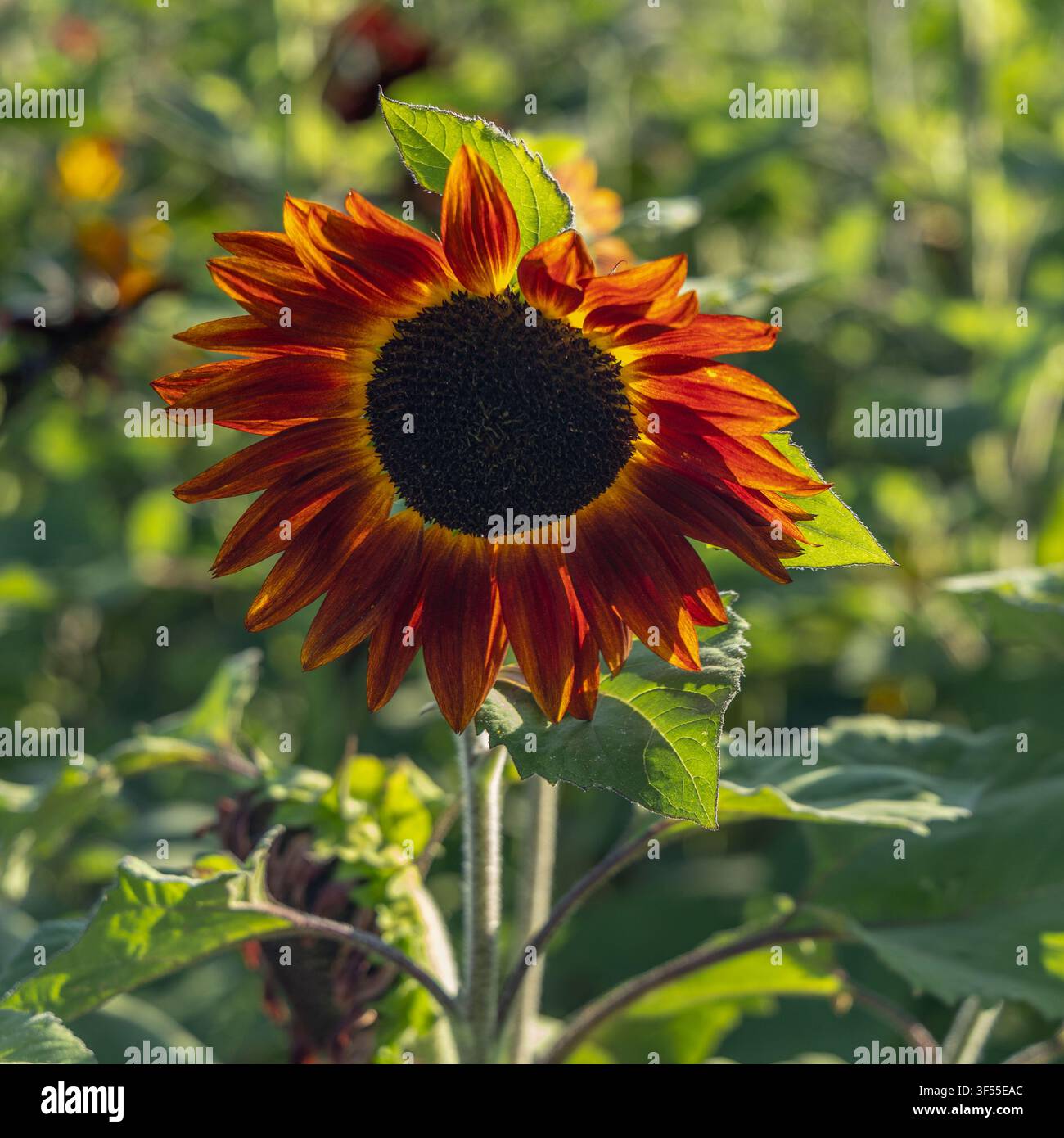 Un girasole della varietà Evening Sun in piena fioritura Foto Stock