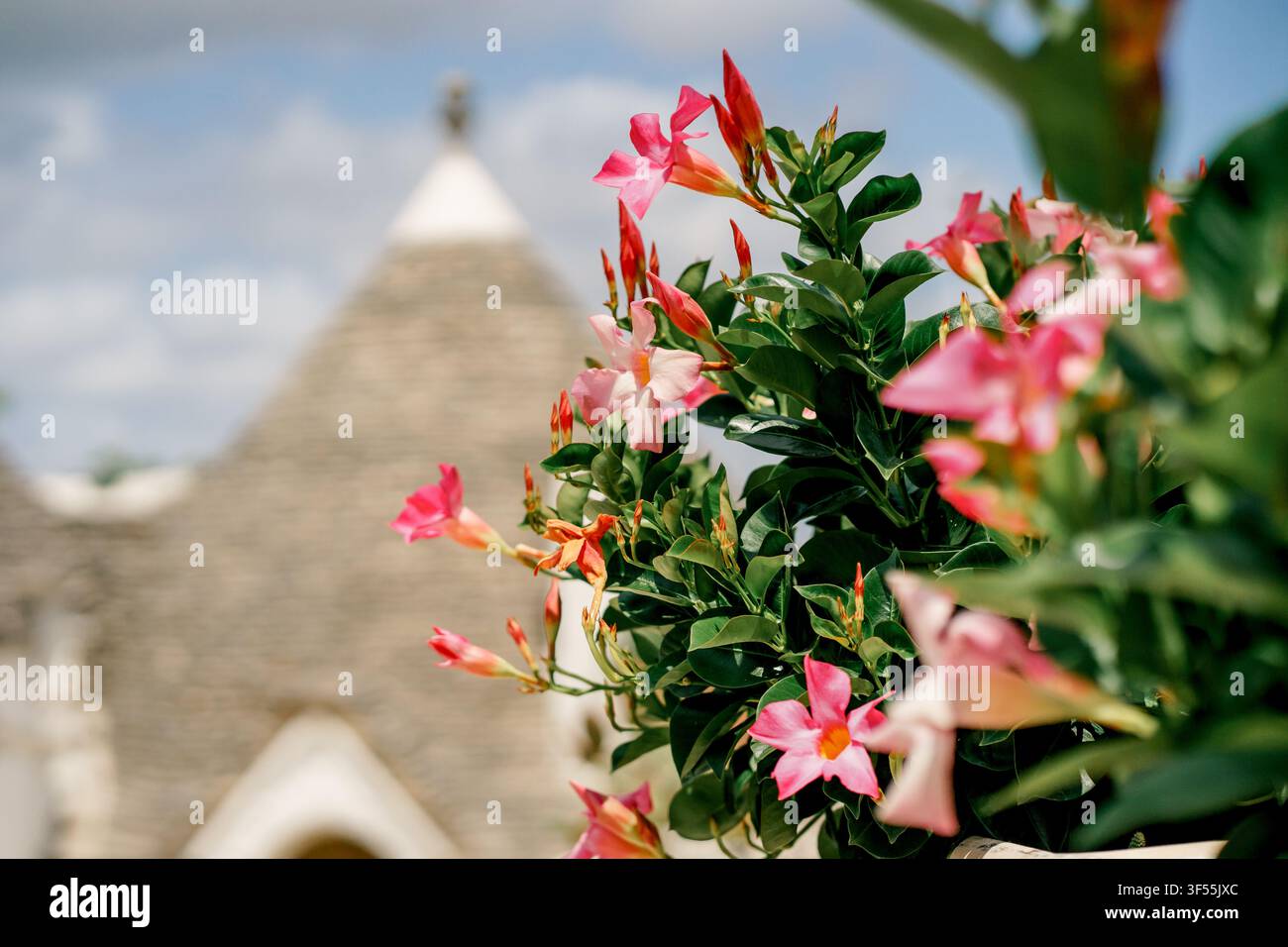Fiori di Mandevilla sanderi rosa con un trullo sullo sfondo. Concetto di viaggio, architettura, estate, bellezza mediterranea Foto Stock