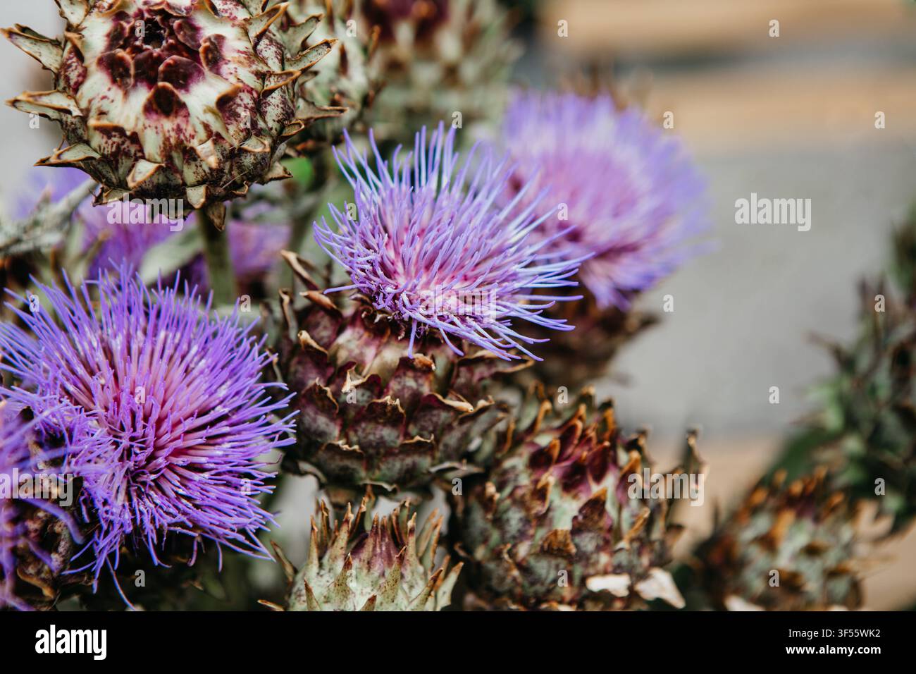 Cardo o carciofo. Viola cardone per bouquet di moda design in fioreria Foto Stock
