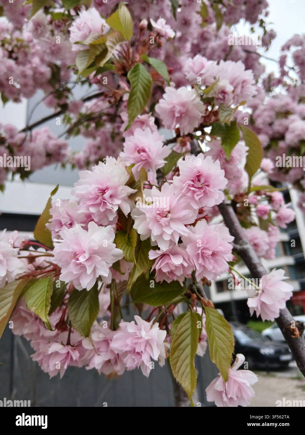 Ammassi rigogliosi di fiori di ciliegio rosa che sbocciano su un ramo d'albero in primavera con sfondo cittadino sfocato - Immagine stock catturata con smartphone