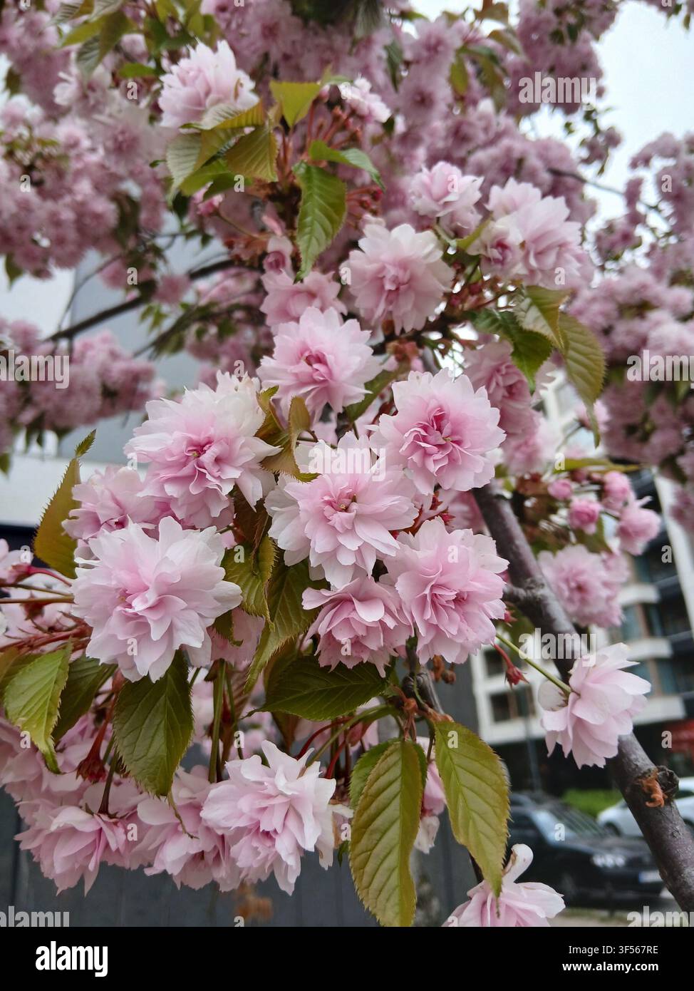 Prima piano di grappoli di fiori di ciliegio rosa vivaci che sbocciano accanto a giovani foglie verdi su un ramo di albero in primavera Foto Stock