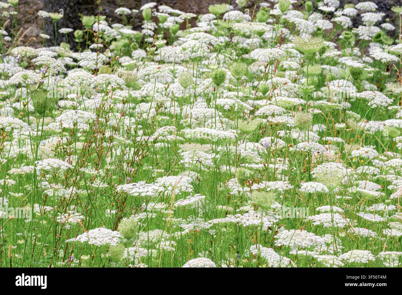 Una macchia di carota selvatica (Daucus carota) nota anche come pizzo episcopale o pizzo della regina Anna, una pianta fiorita della famiglia delle Ombrellifere. Foto Stock