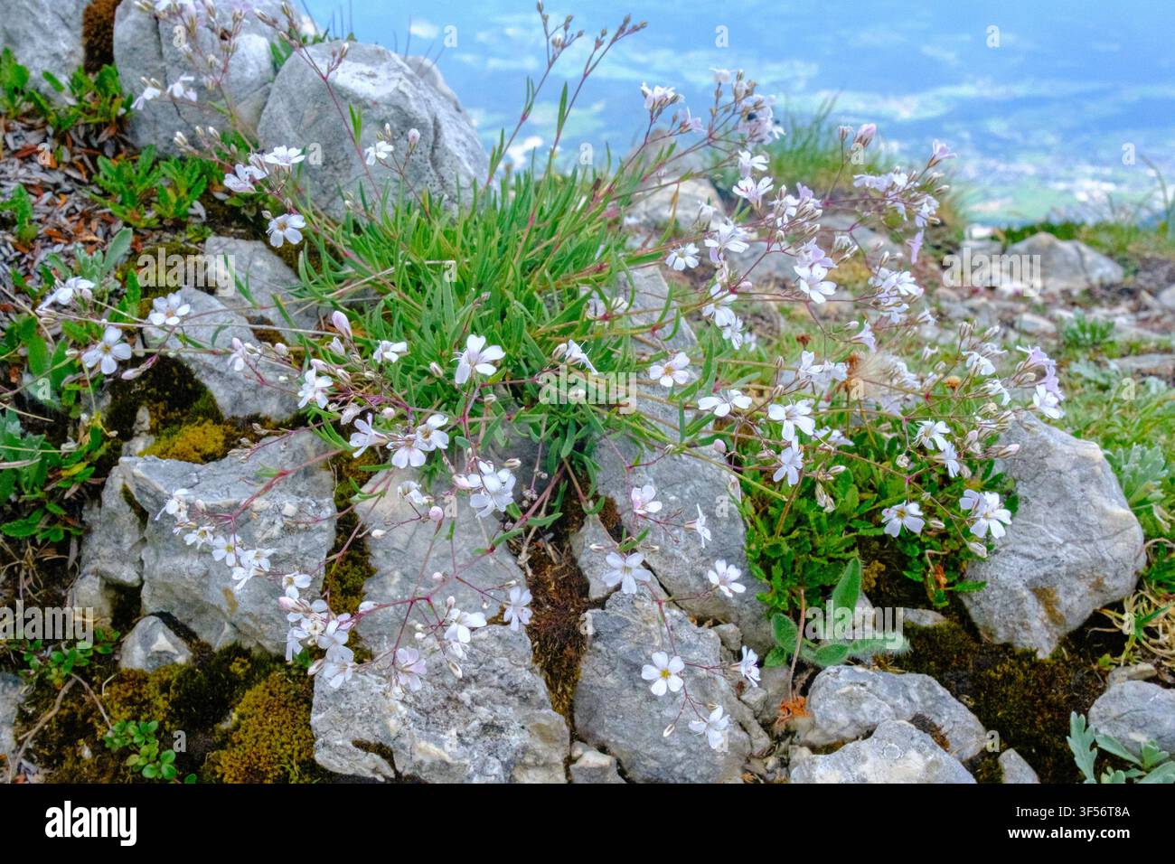 Gipsophila alpina (Gypsophila repens) o gipsofila rampicante, nativa delle regioni montuose calcaree dell'Europa centrale e meridionale. Foto Stock