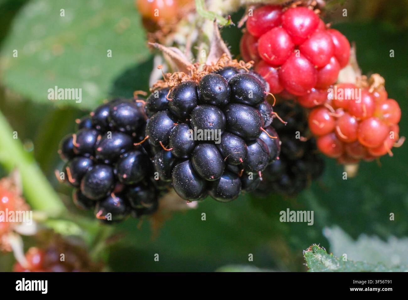 Grappolo di more in fase di maturazione (Rubus fruticosus) da drupe rosse immature a frutti aggregati completamente lucidi viola-neri Foto Stock