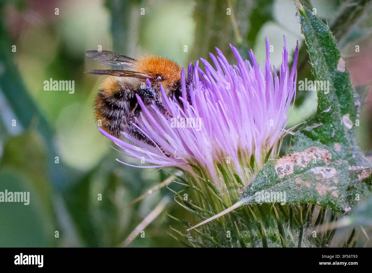 Ape bombo comune (Bombus pascuorum) che si nutre del nettare della cardo viola (Cirsium vulgare) Foto Stock