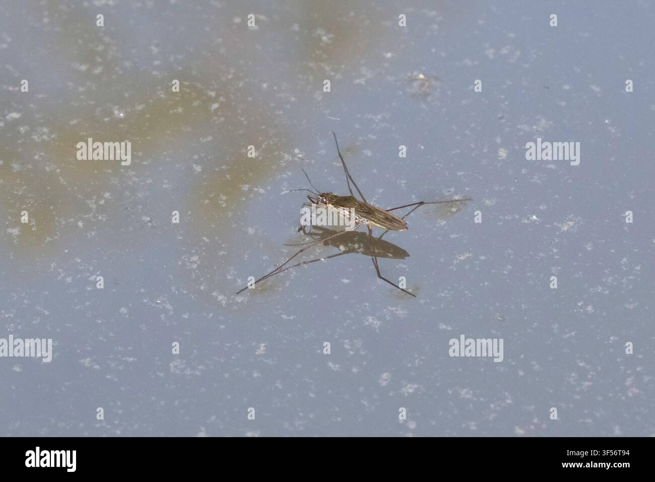 Scansano comune o cavalluccio (famiglia Gerridae) sulla superficie di uno stagno boschivo, Kent, Regno Unito Foto Stock