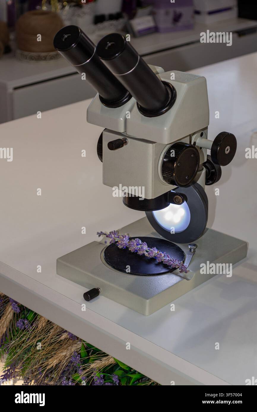 Microscopio vintage che esamina fiori di lavanda in un laboratorio Foto Stock