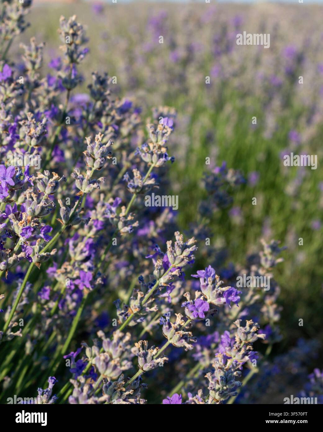 Fiori di lavanda in fiore con sfondo naturale morbido Foto Stock