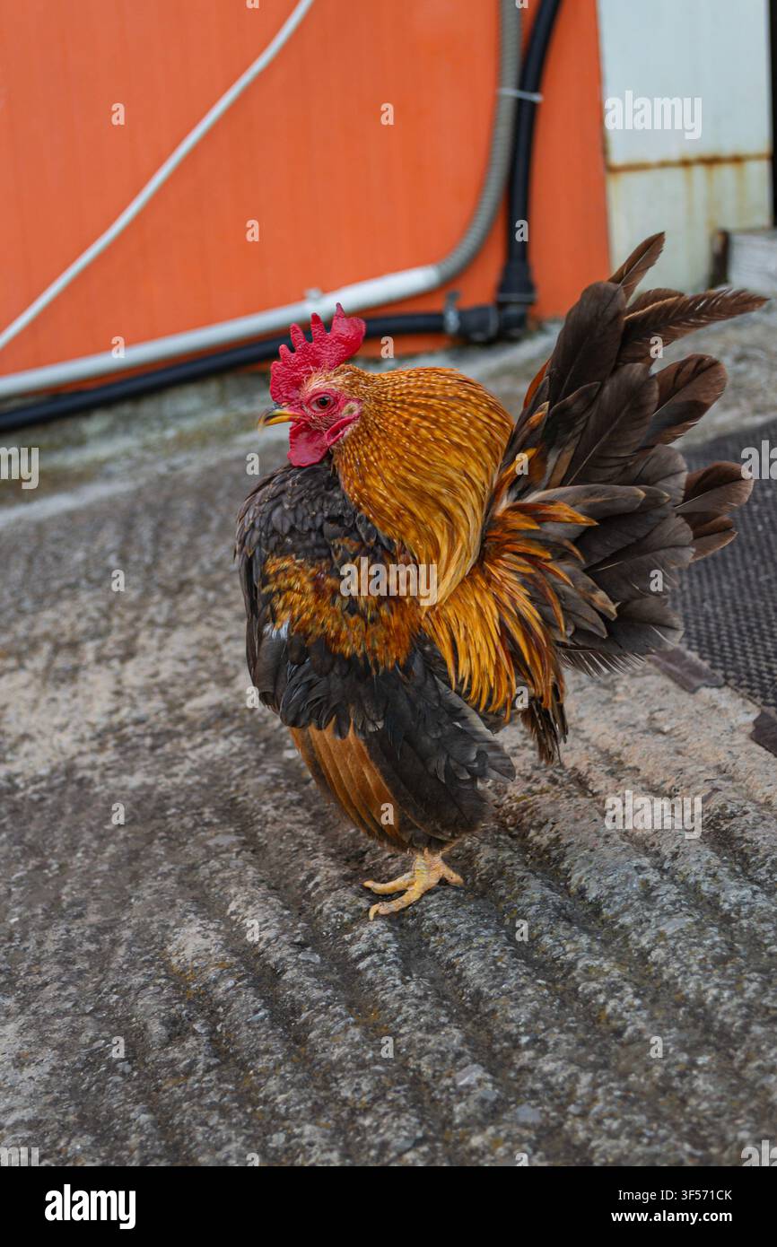 Piccolo gallo colorato che mostra il suo piumaggio in un cortile di fattoria Foto Stock