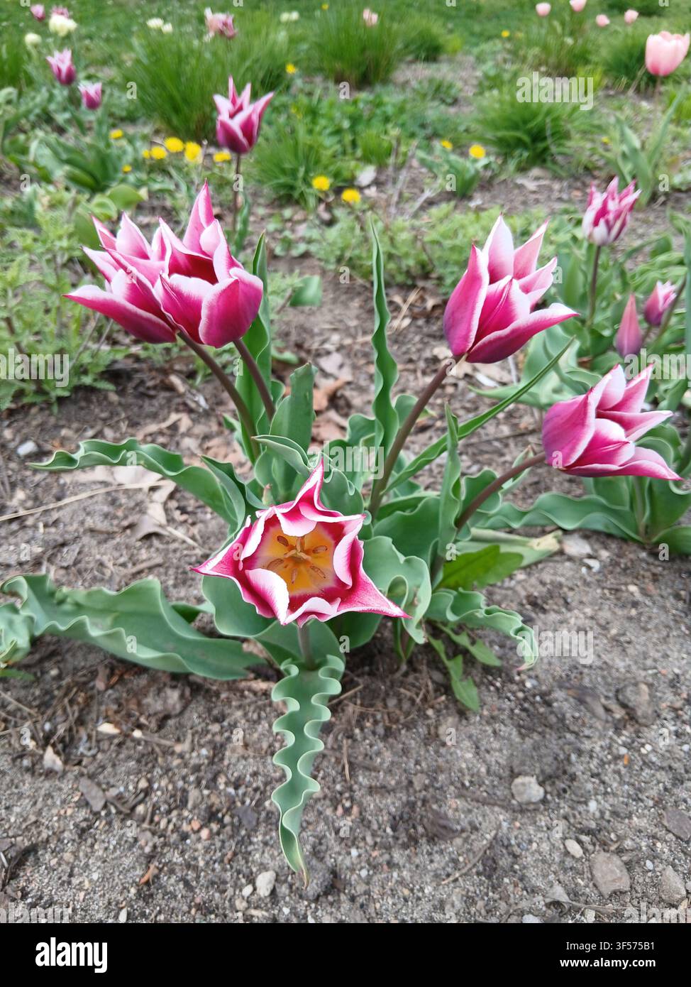 Bellissime tulipani rosa con petali appuntiti che fioriscono su un prato verde cittadino in primavera Foto Stock