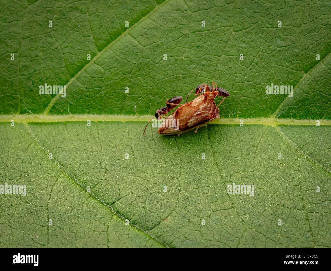 Macro close-up di formiche che interagiscono con un piccolo insetto Baumsteiger su una foglia verde strutturata in un ambiente naturale della fauna selvatica Foto Stock