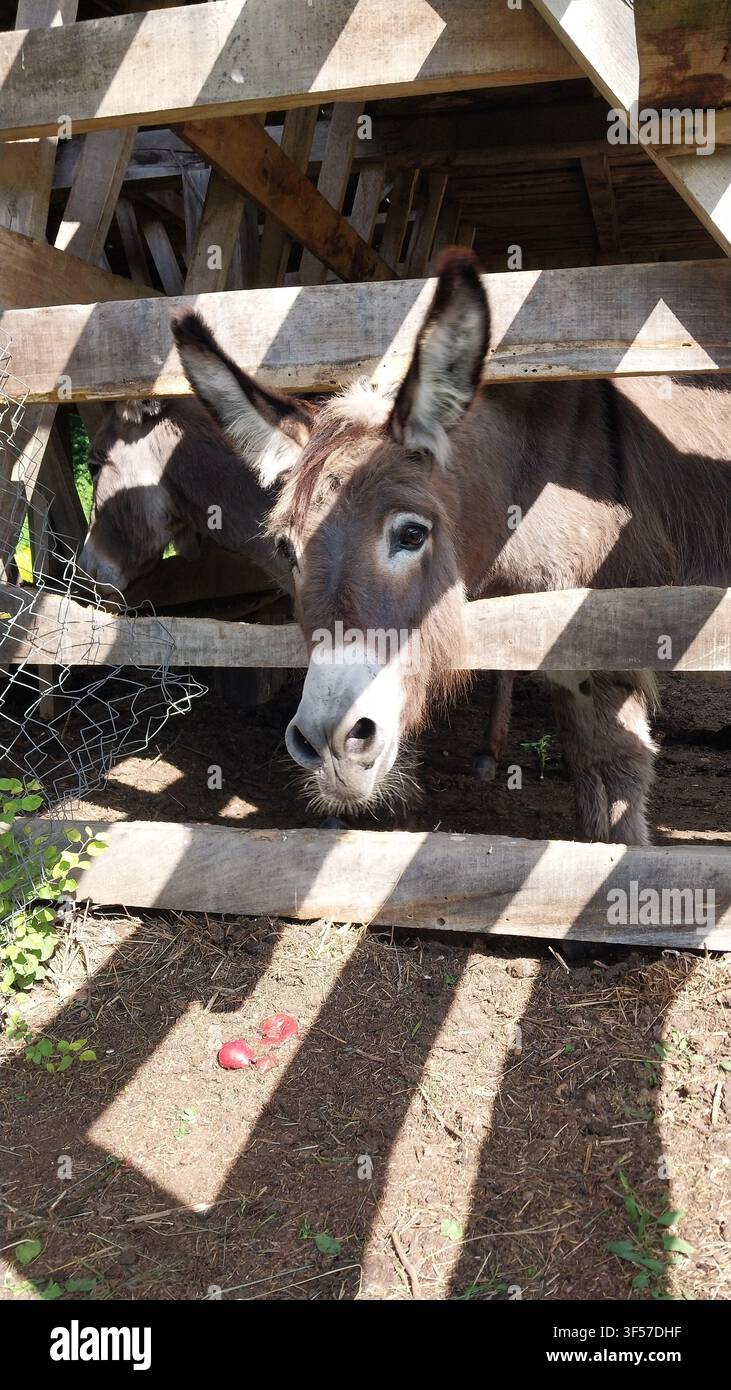 Asino curioso che sbircia attraverso una recinzione di legno in un ambient rustico di fattoria, evidenziando il fascino animale e la recinzione strutturata Foto Stock