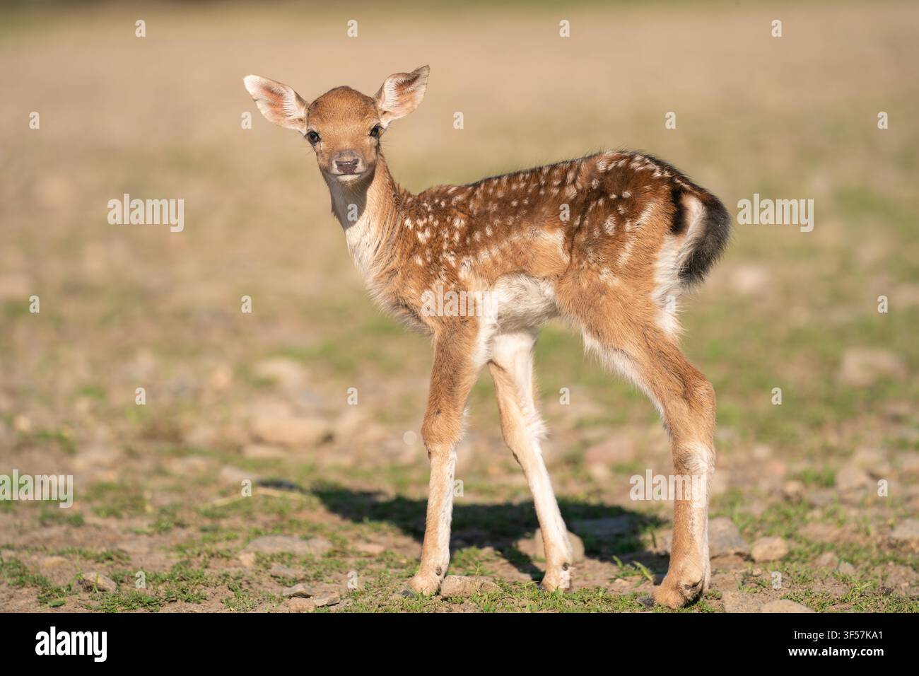 Cerbiatto di daino europeo in piedi che guarda la telecamera Foto Stock