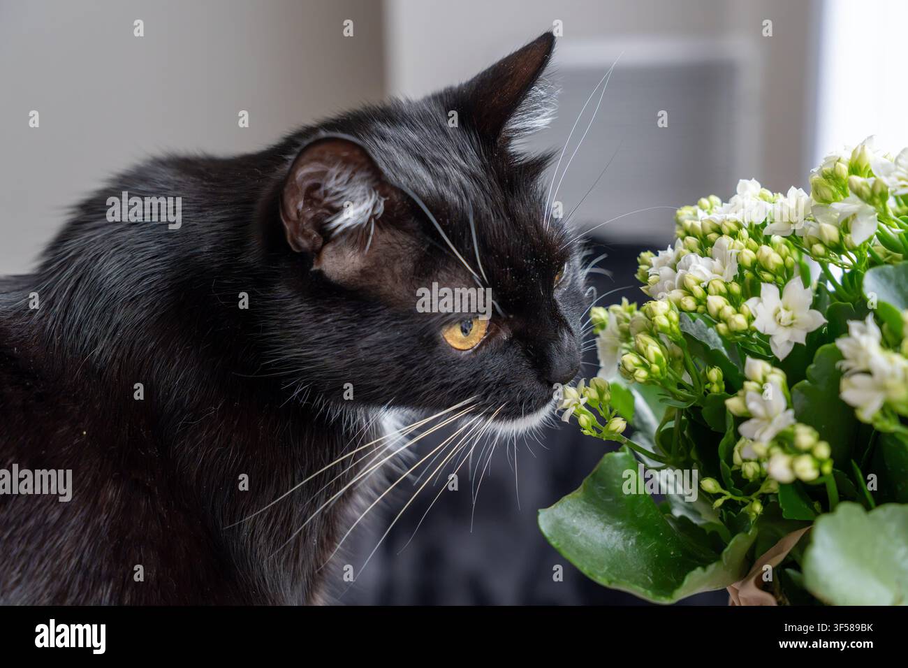 Gatto bianco e nero che annusa le foglie di una pianta in vaso. Concetto di case adatte agli animali domestici, piante tossiche per i gatti, giardinaggio d’interni e casa quotidiana Foto Stock