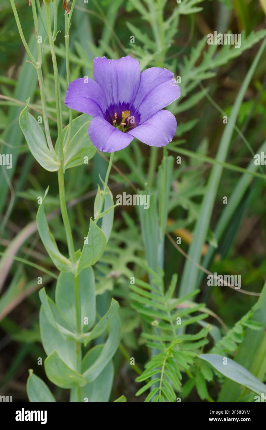 Gentiana della prateria appariscente, Eustoma russellianum Foto Stock