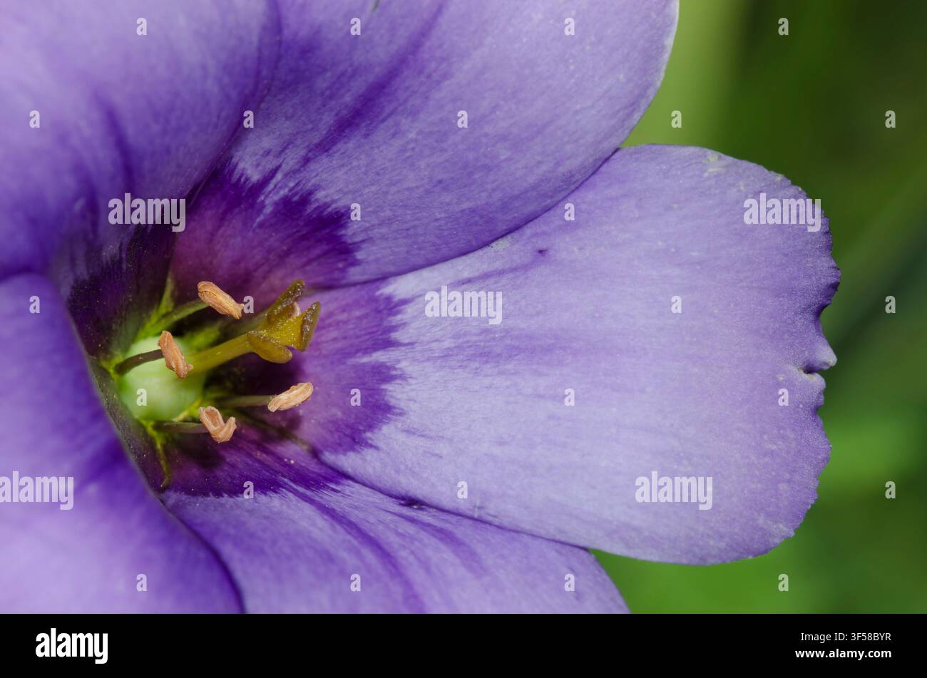 Gentiana della prateria appariscente, Eustoma russellianum Foto Stock