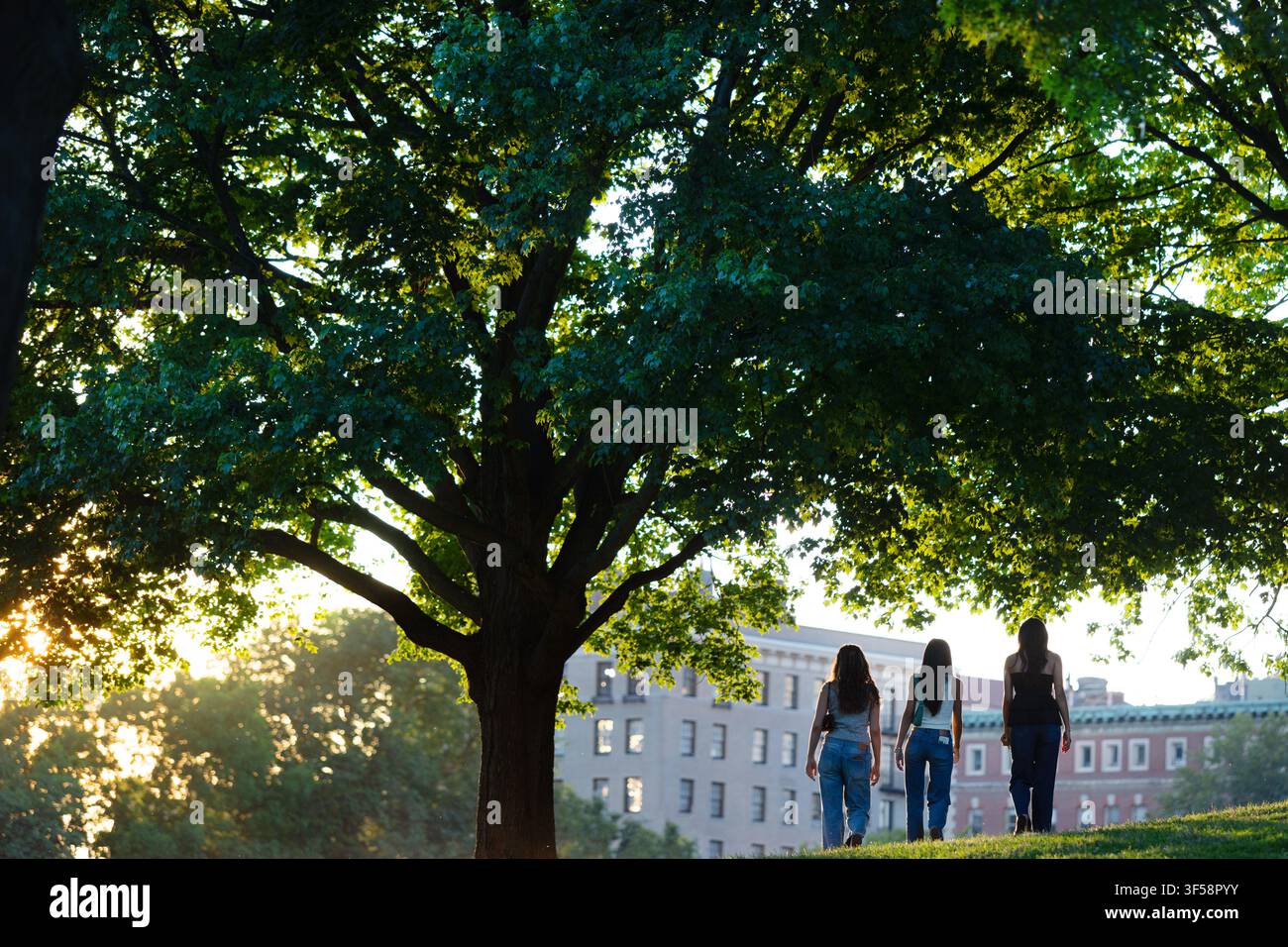 Un grande albero maturo offre ombra ai visitatori del Boston Common, Boston, Massachusetts. Foto Stock