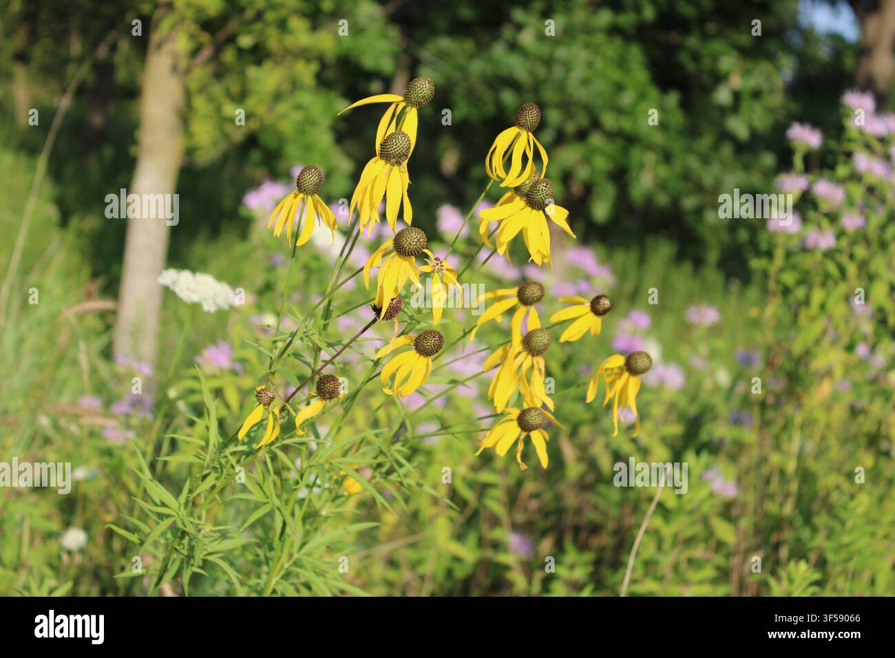 Fiori di coneflower gialli in primo piano con fiori selvatici di bergamotto dietro di loro a Linne Woods a Morton Grove, Illinoi Foto Stock