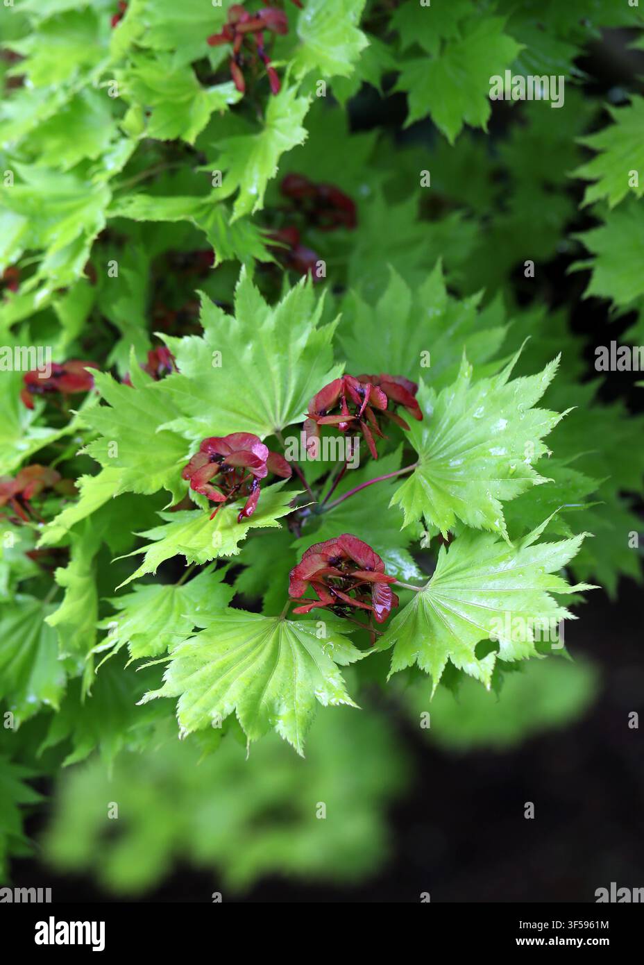 Acero Shirasawa dorato o Acero della luna piena, Acer shirasawanum, Sapindaceae. Giappone, Asia. Foto Stock