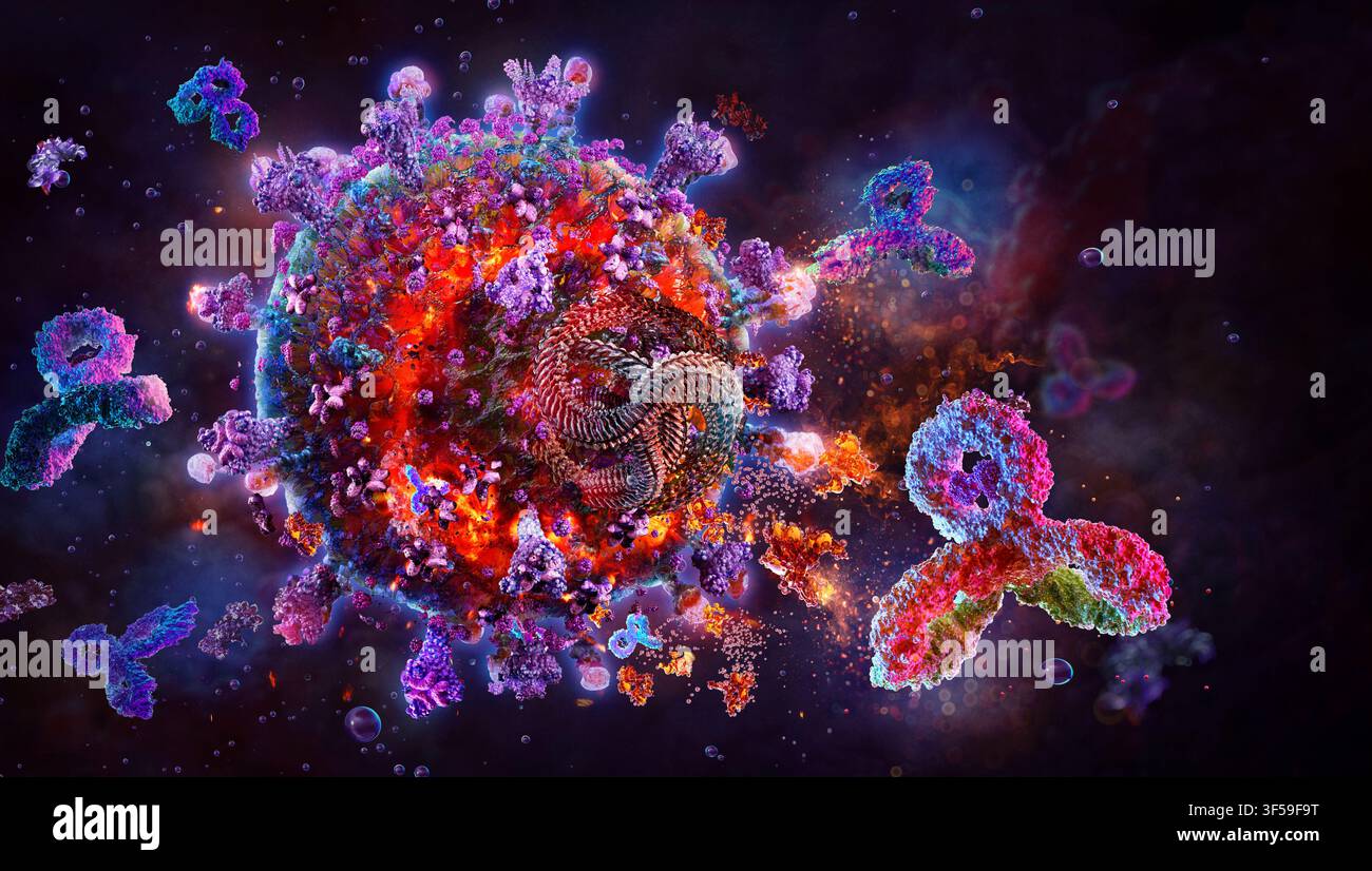 Anticorpi che attaccano il virus, illustrazione. Foto Stock