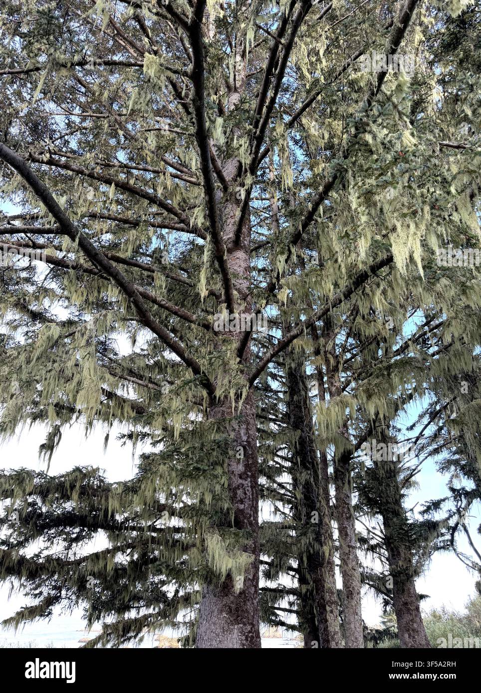 Un grande albero coperto di licheni a Brookings, Oregon. Foto Stock