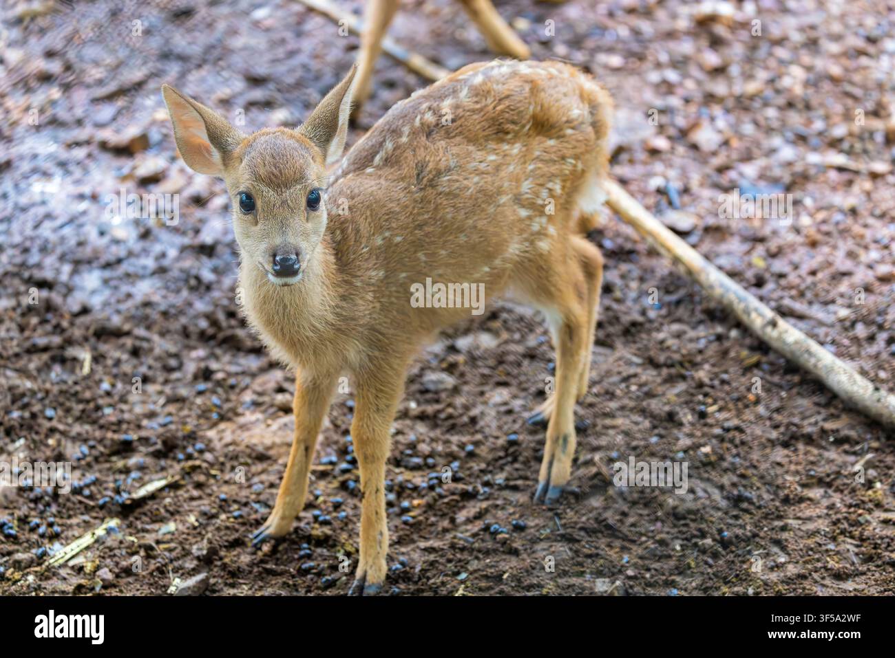 Un primo piano di un cerbiatto di cinghiale (Axis porcinus), che mostra il suo morbido pelo, gli occhi dolci e i lineamenti delicati. Foto Stock