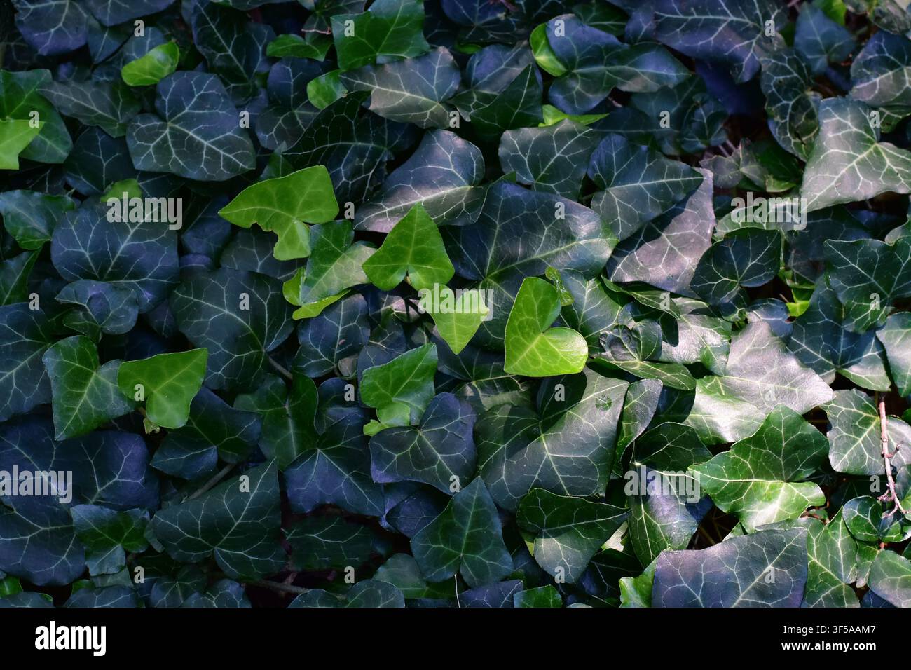 Foglie di edera verdi a forma di cuore che coprono il terreno della foresta Foto Stock