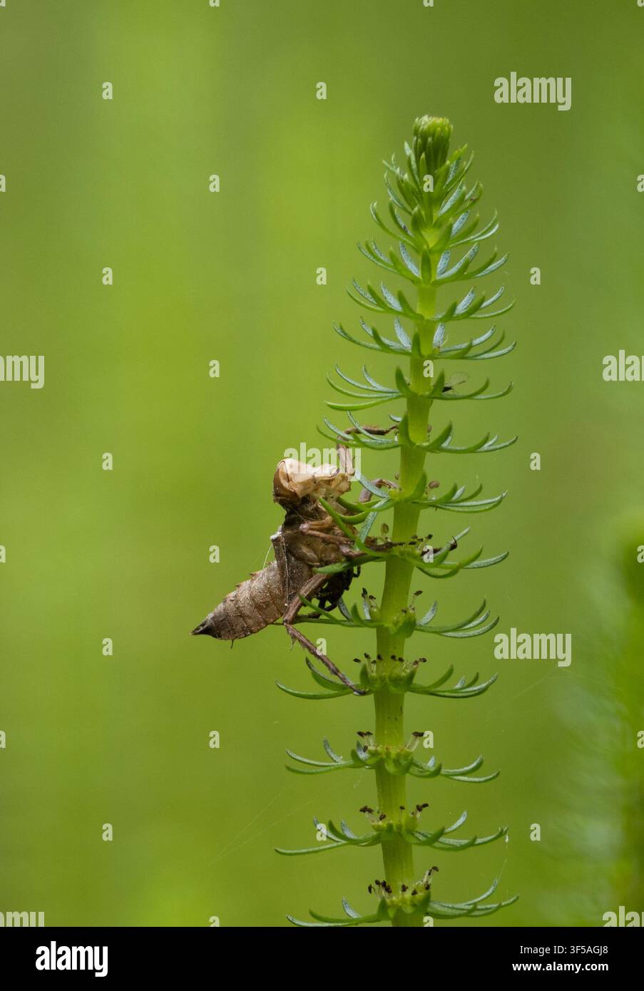 Esuvia di libellula cacciatrice a quattro macchie su una pianta acquatica nel Tirolo Foto Stock